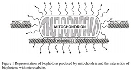 Biophotons et microtubules