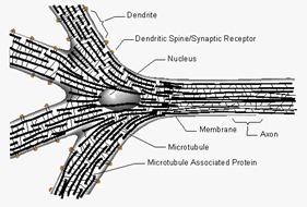 Microtubules in neurons