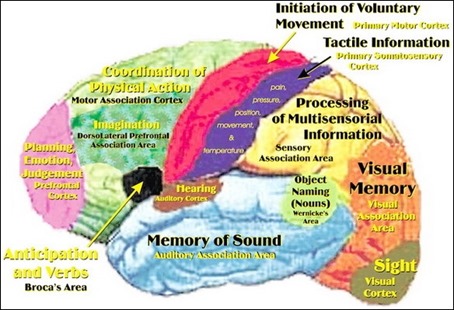 Brain-Map
