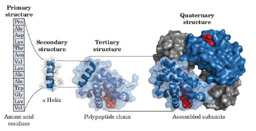 Proteins folding structures