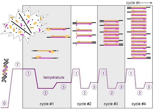 Cycle PCR