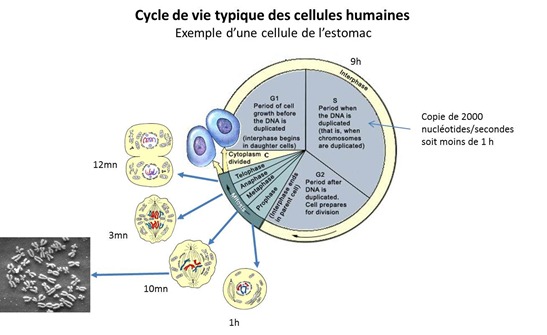 Cycle vie cellule
