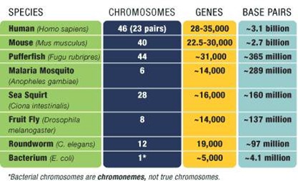 Genes par especes