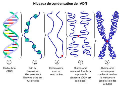 Niveaux condensation ADN
