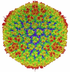 adenovirus2
