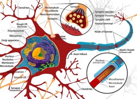 Neuron axones and synapses